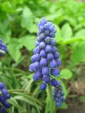 род Muscari