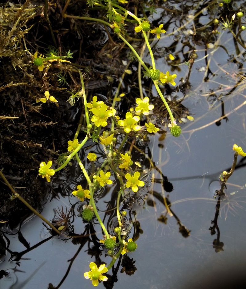 Image of Ranunculus gmelinii specimen.