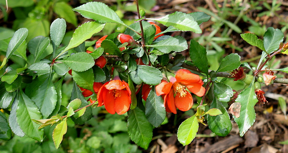 Image of Chaenomeles &times; superba specimen.