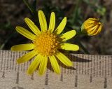 Senecio borysthenicus