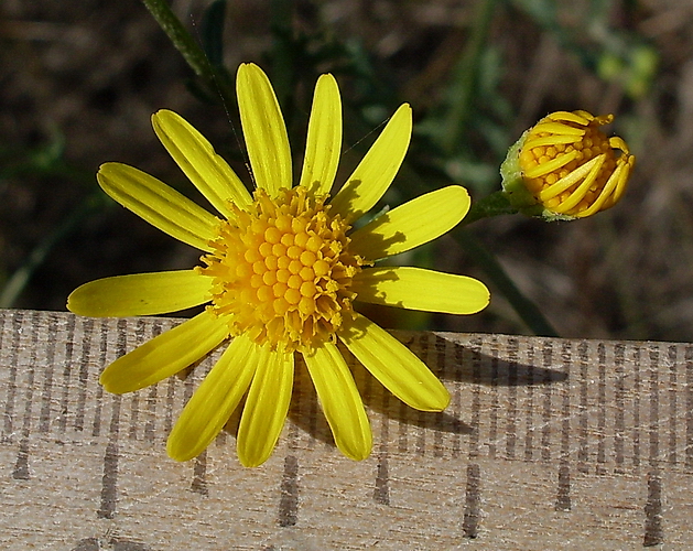 Image of Senecio borysthenicus specimen.