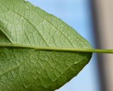 Populus × sibirica. Основание листа (вид снизу). Санкт-Петербург, 26 мая 2009 г.