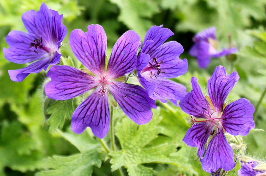 Изображение особи Geranium platypetalum.