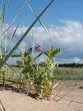 Lathyrus подвид pubescens