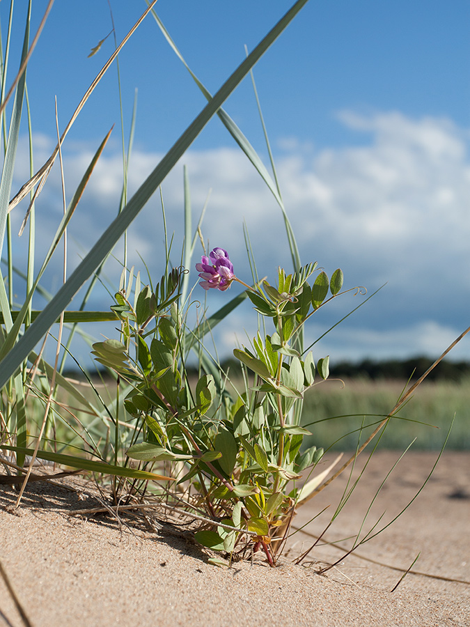 Изображение особи Lathyrus japonicus ssp. pubescens.