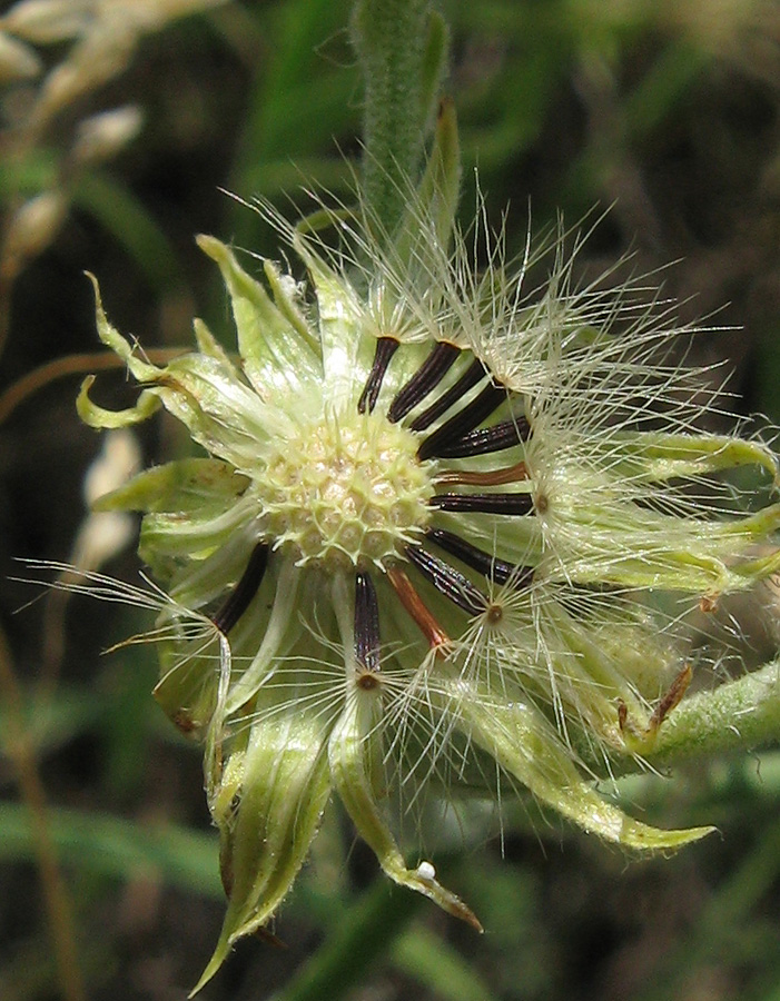 Image of genus Pilosella specimen.