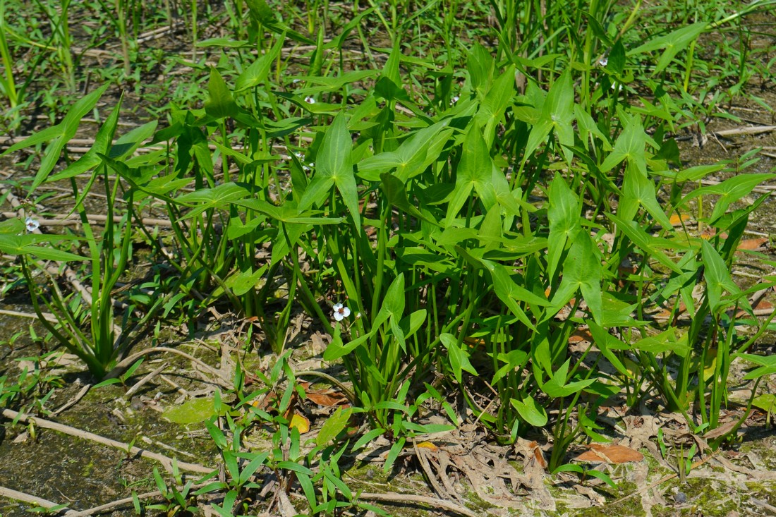 Изображение особи Sagittaria sagittifolia.