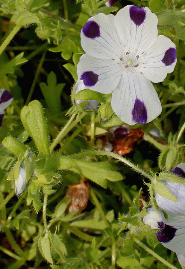 Image of Nemophila maculata specimen.