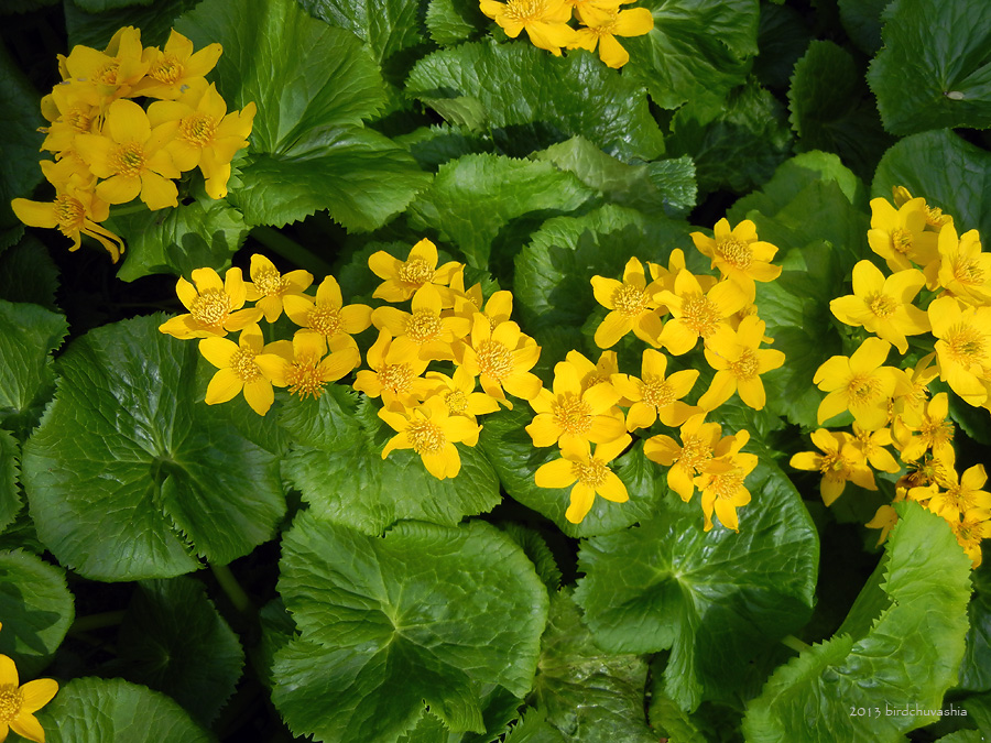 Image of Caltha fistulosa specimen.