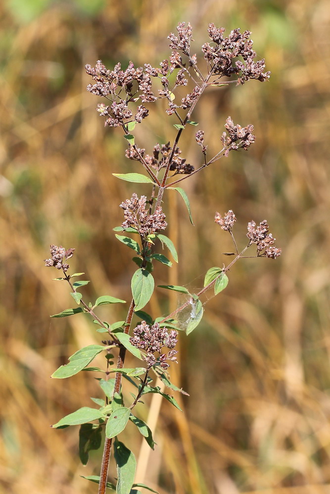 Image of Origanum vulgare specimen.