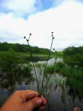 Juncus articulatus. Цветущее растение. Камчатский край, Елизовский р-н, окр. г. Петропавловск-Камчатский, водно-болотное угодье. 31.07.2013.