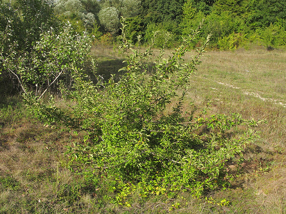 Image of Malus sylvestris specimen.