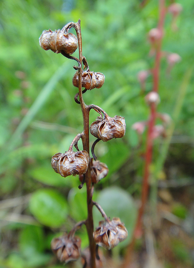 Изображение особи Pyrola incarnata.