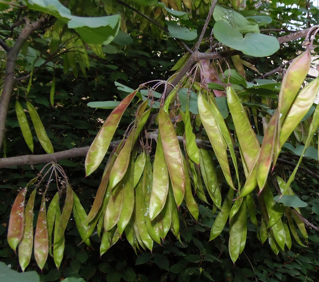 Image of Cercis siliquastrum specimen.