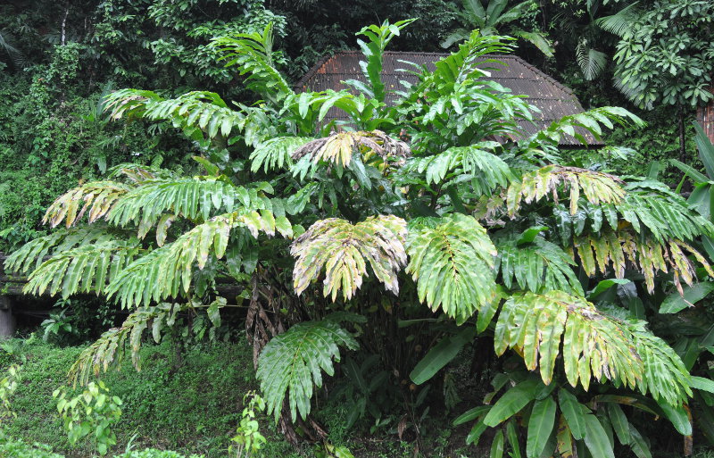 Image of Etlingera elatior specimen.