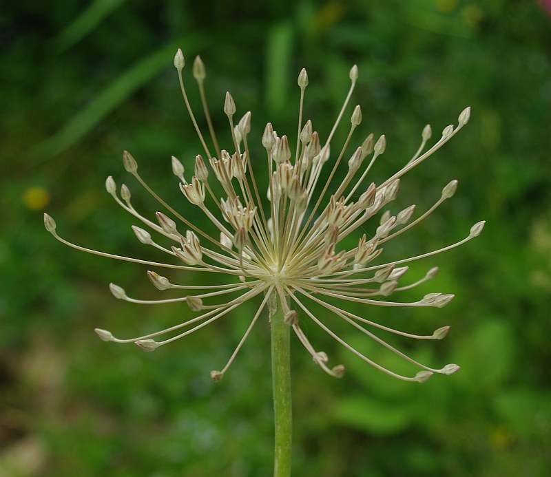 Изображение особи Allium protensum.