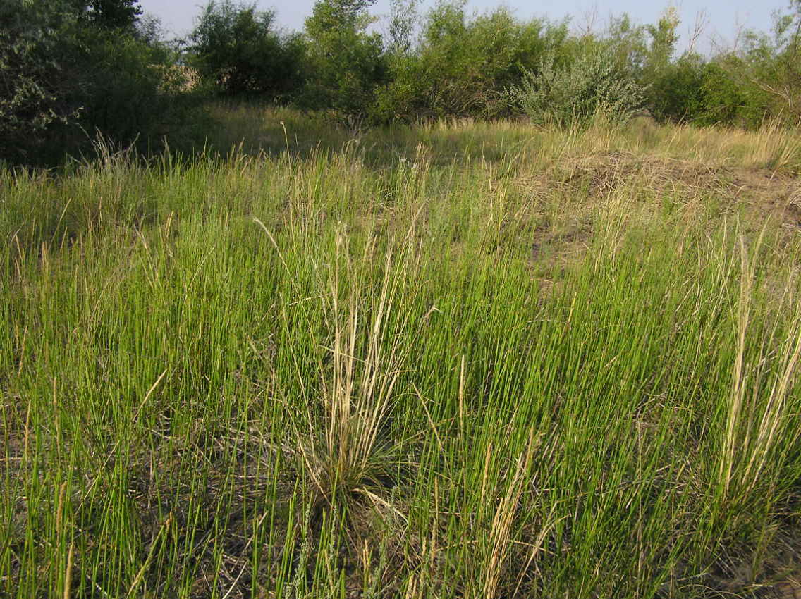 Изображение особи Equisetum &times; moorei.