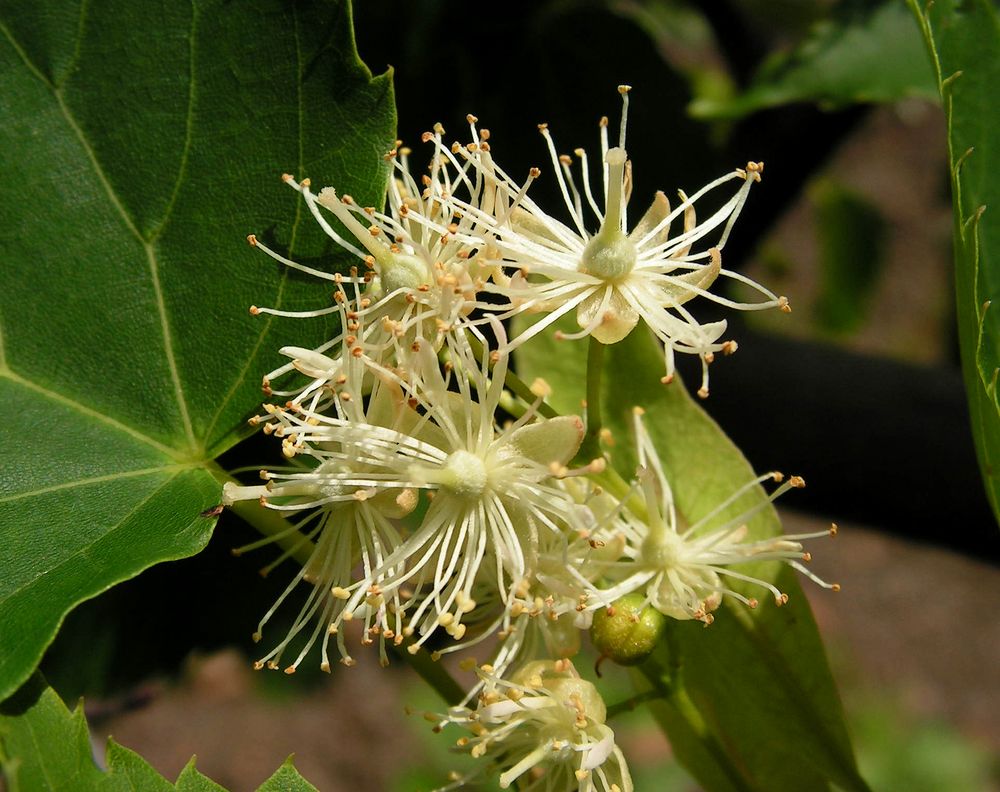 Image of Tilia amurensis specimen.