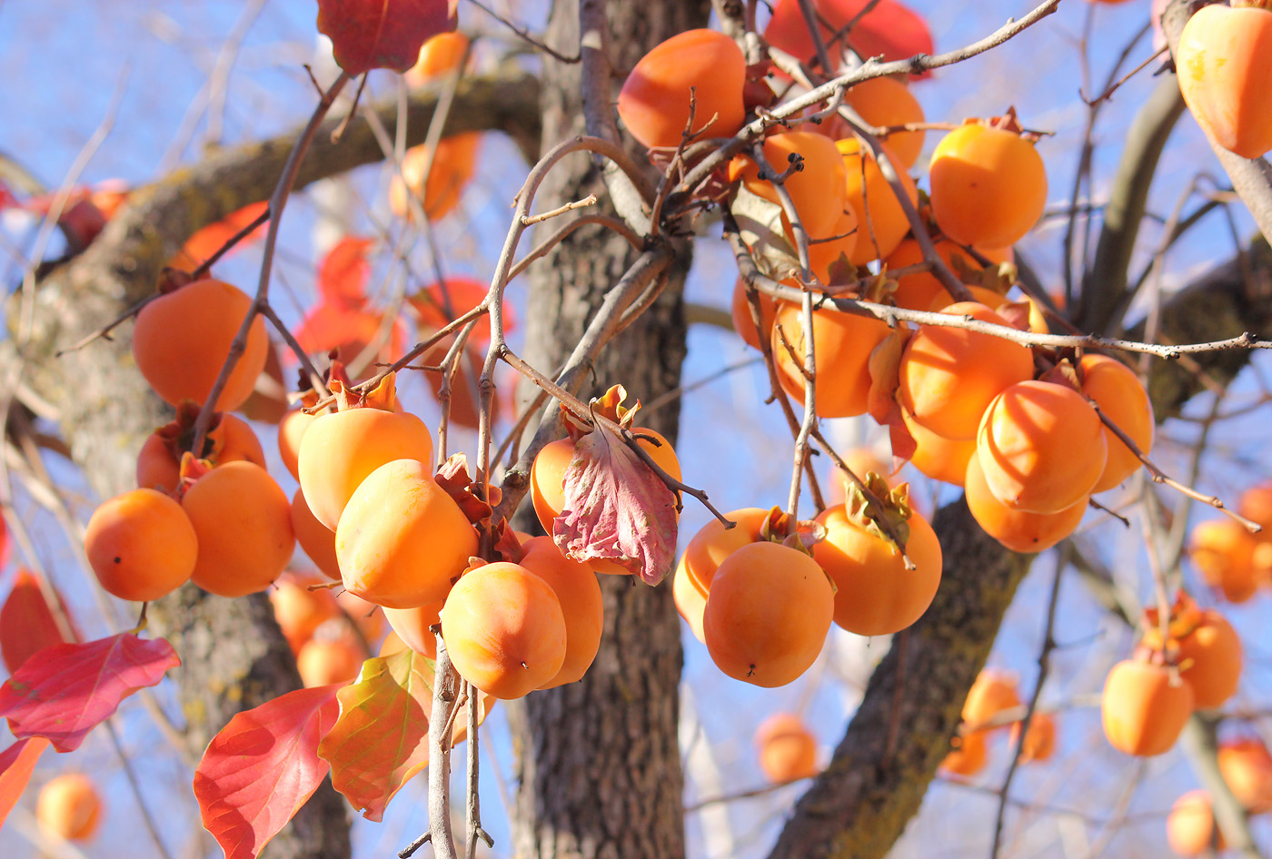 Изображение особи Diospyros kaki.