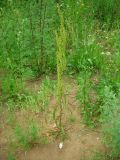 Rumex crispus