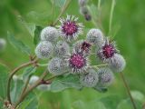 Arctium tomentosum. Распустившиеся и нераспустившиеся соцветия. Иркутская обл., окр. Иркутска. 07.08.2009.