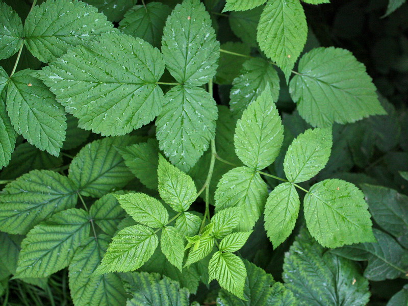 Image of Rubus idaeus specimen.