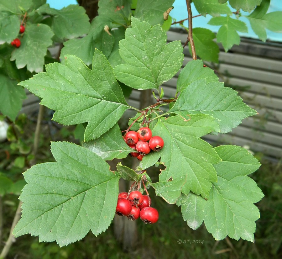 Изображение особи Crataegus dahurica.