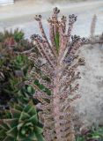 Kalanchoe tubiflora