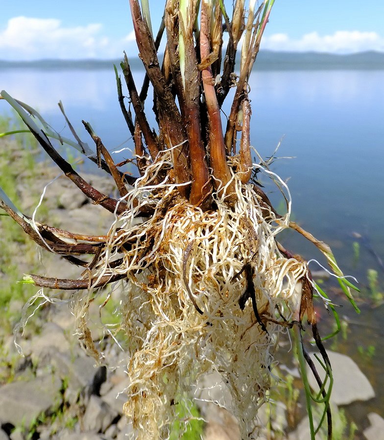 Image of Allium condensatum specimen.