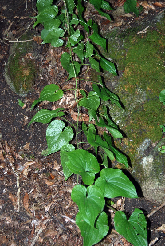 Image of Tamus communis specimen.