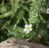 Anchusa aegyptiaca