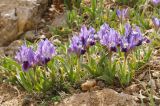Iris pumila