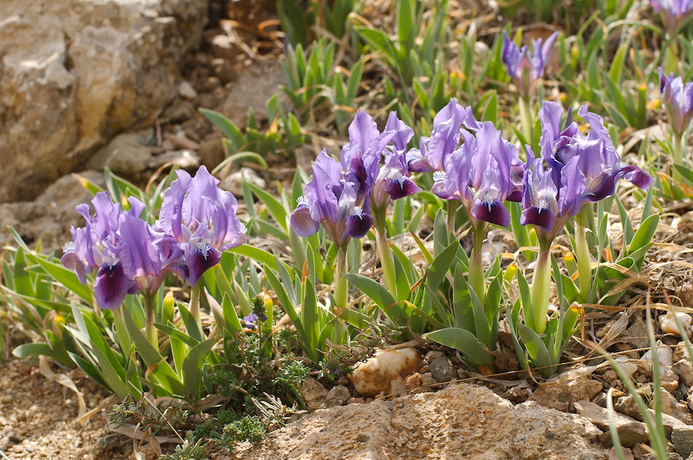 Image of Iris pumila specimen.
