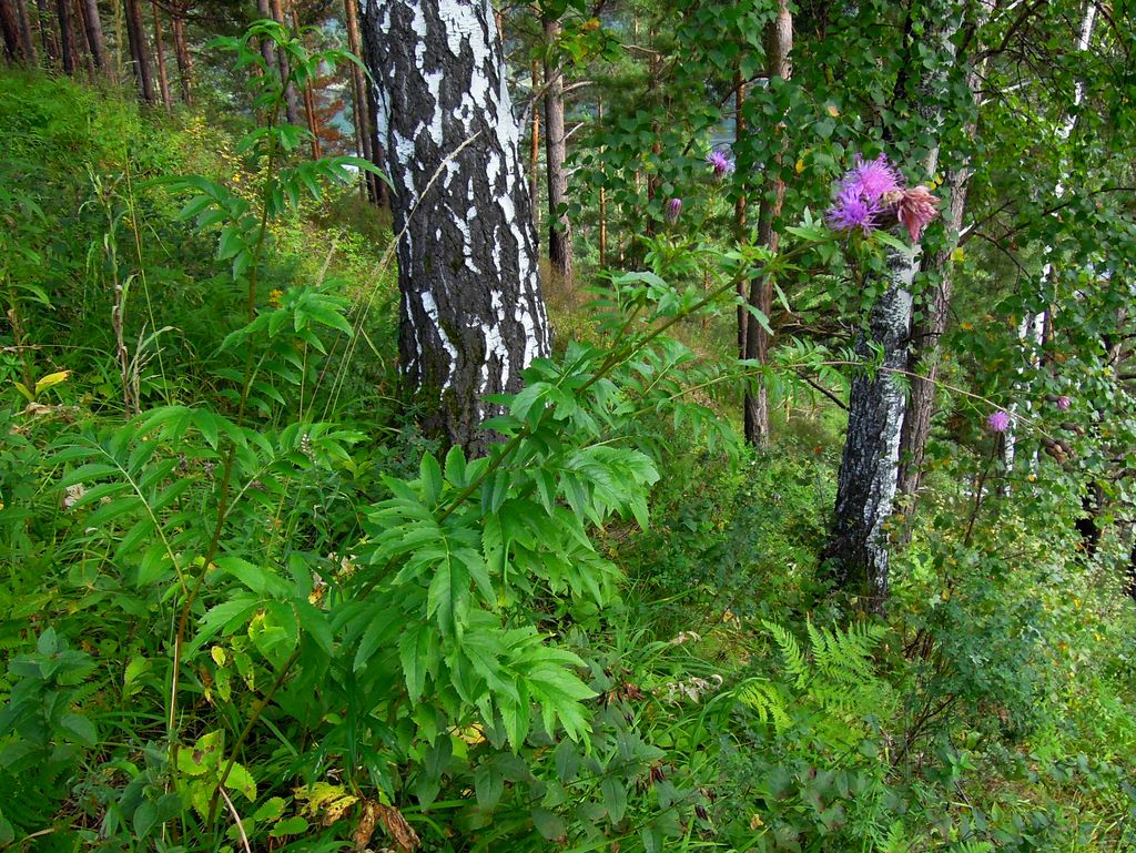 Изображение особи Serratula coronata.