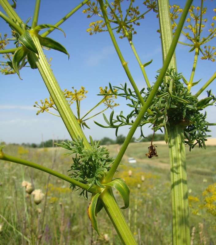 Image of Ferulago galbanifera specimen.