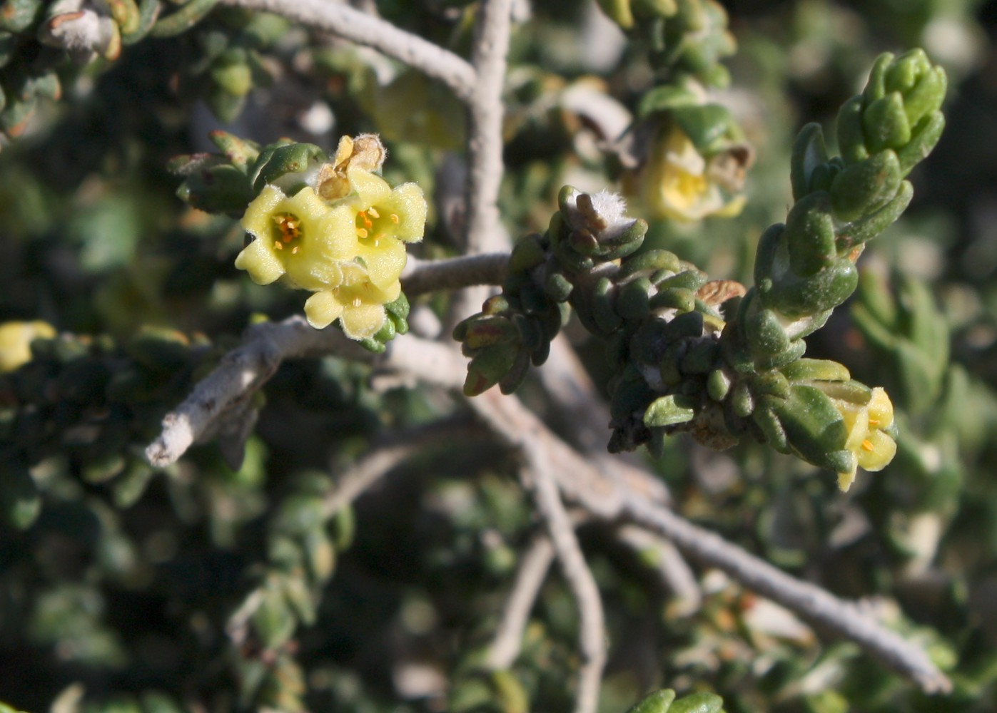 Image of Thymelaea hirsuta specimen.