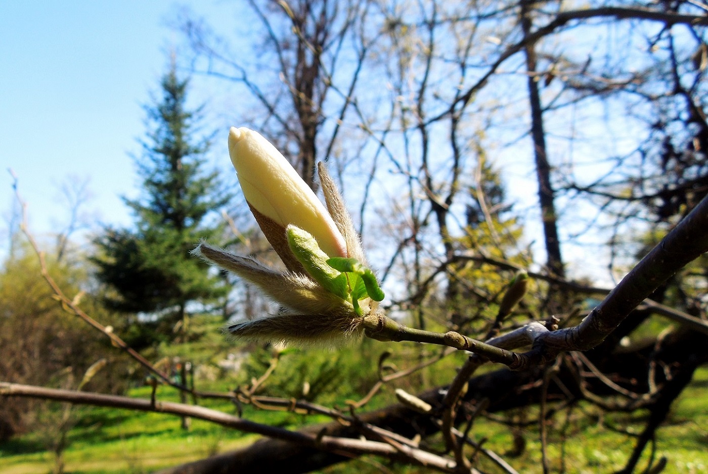 Image of Magnolia kobus specimen.
