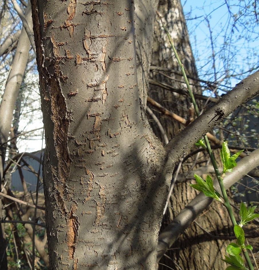 Изображение особи Prunus cerasifera.