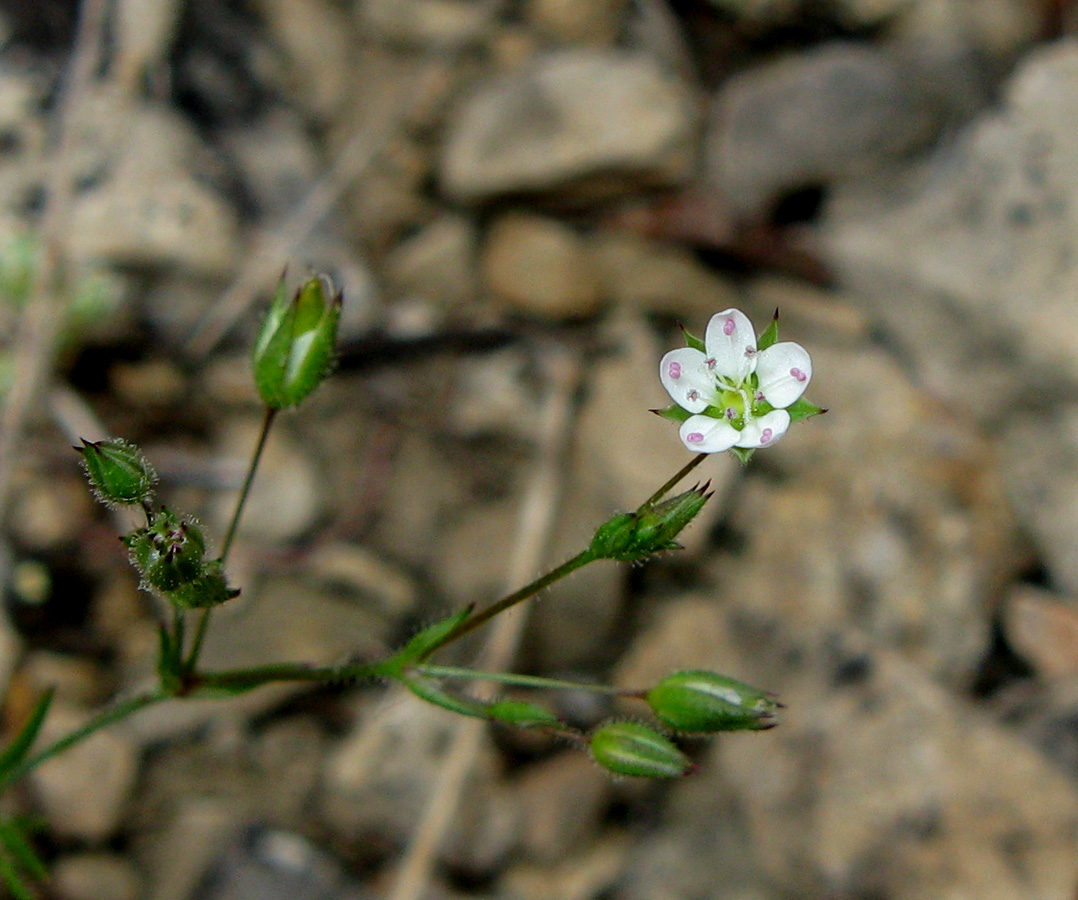 Изображение особи Minuartia hybrida.