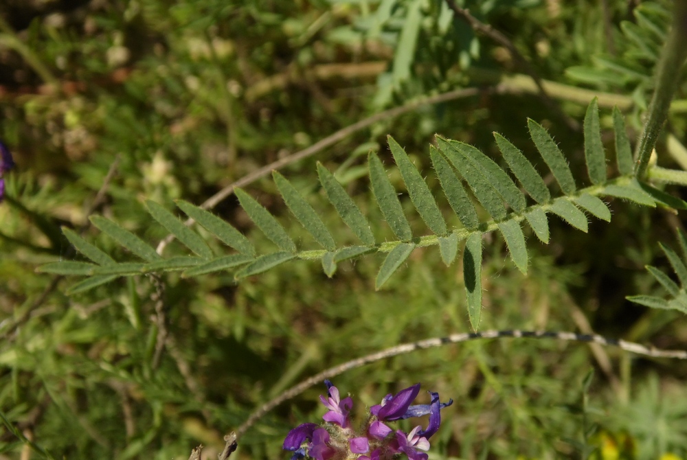 Image of Astragalus onobrychis specimen.