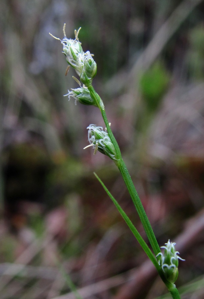 Изображение особи Carex loliacea.