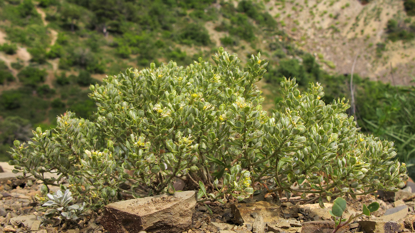 Image of Odontarrhena tortuosa specimen.