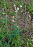 Trifolium montanum. Цветущее растение. Псковское озеро, остров Верхний. 15.06.2014.