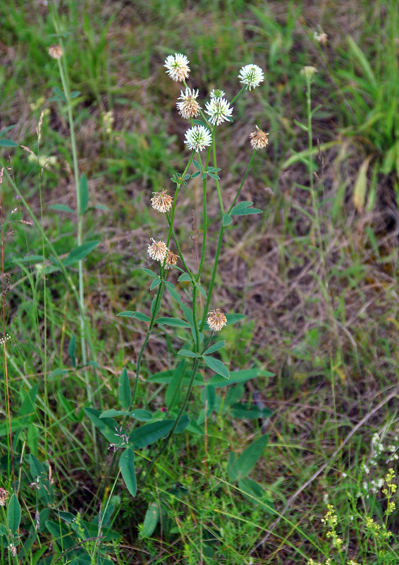 Изображение особи Trifolium montanum.
