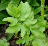Pastinaca sativa. Лист. Германия, г. Дюссельдорф, Ботанический сад университета. 02.06.2014.