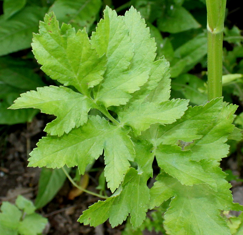 Изображение особи Pastinaca sativa.