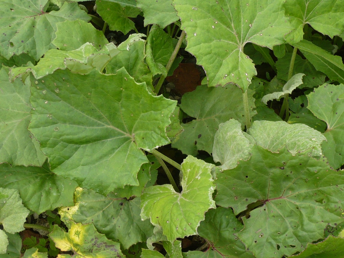 Изображение особи Tussilago farfara.