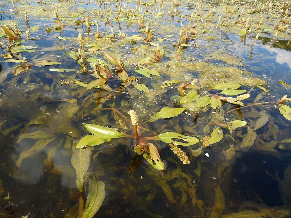 Изображение особи Potamogeton tenuifolius.