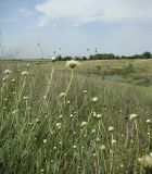 Cephalaria uralensis