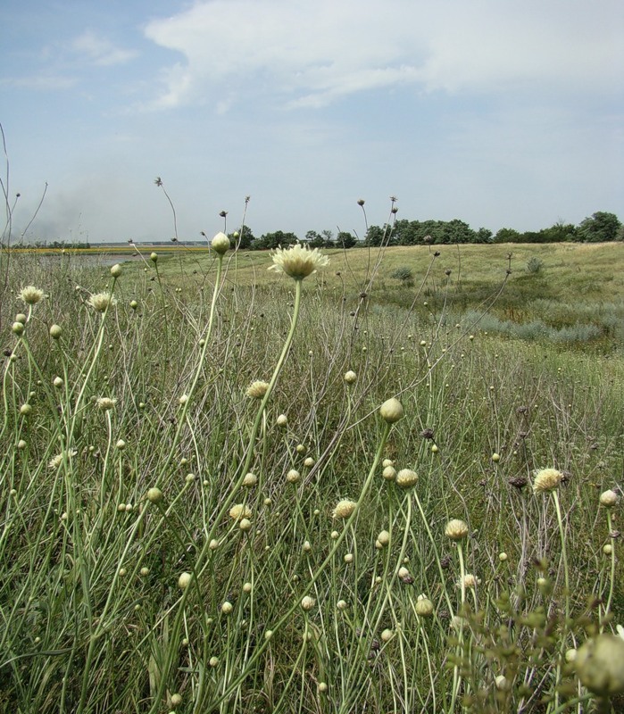 Изображение особи Cephalaria uralensis.